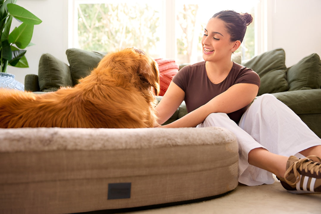 Comfortable Pet Beds Improve Everyday Rest And Health